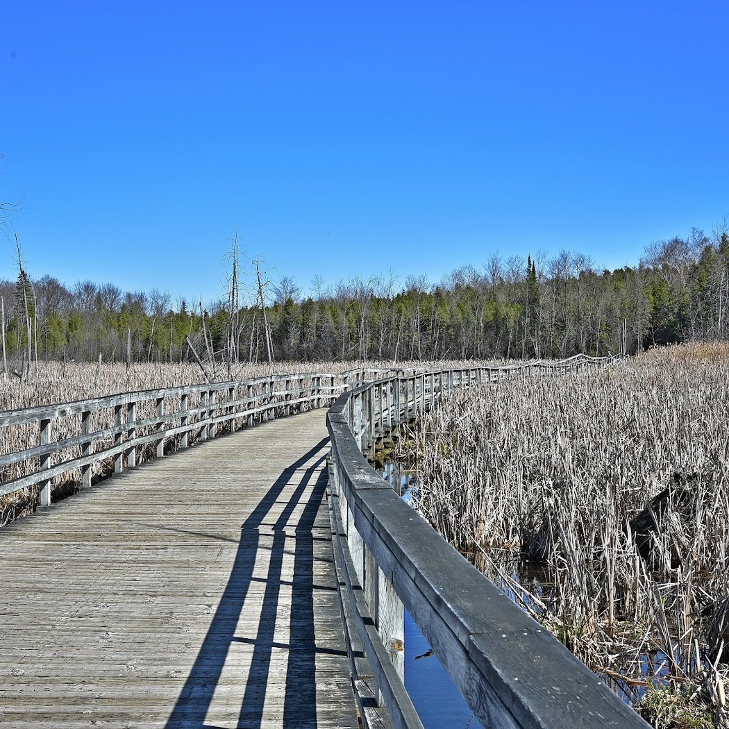 Bois-de-L'Île-Bizard Nature Park 3